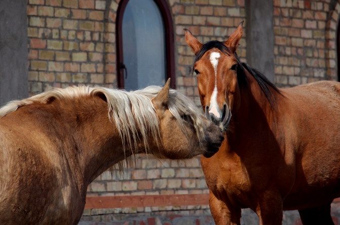 Вебинар 16.02.2017: Холистический подход к содержанию лошади – реально ли это?