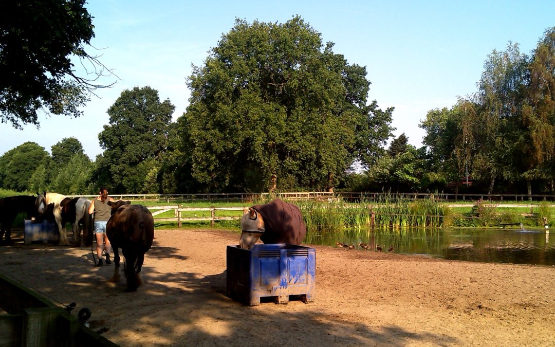 Рай в леваде в MANEGE ZONDER DREMPELS