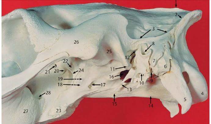 Стоматология для лошадей: заметка о височно-нижнечелюстном суставе лошади