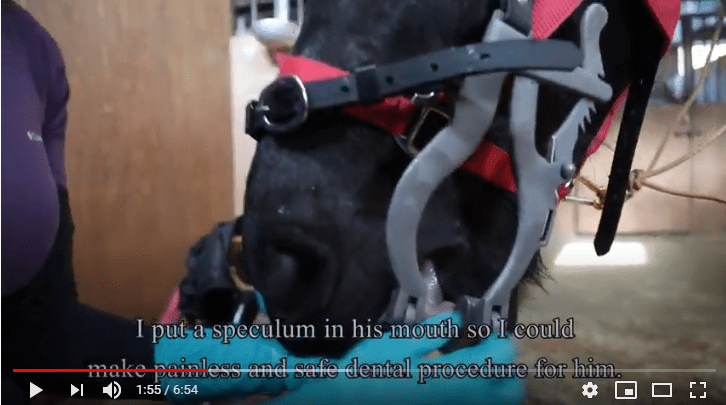 Работа над балансом зубов лошади: видео